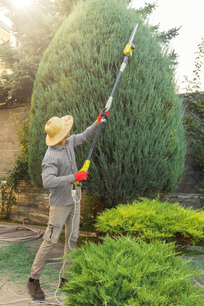 How Our Tree Care Process Works  in  Beaver, WV